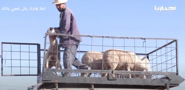 كسابة بسوق جمعة كسير: حنا كنعانيو واذا مكانش العيد ماكاين والو وهذه أثمنة الأضاحي