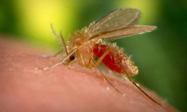 ما حقيقة عودة ظهور مرض الليشمانيا بالمغرب؟