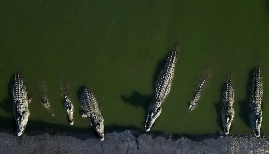 إسرائيل تعدم تماسيح نيل مسنة بعد تجويعها وتكرار هروبها من مزرعة مهجورة