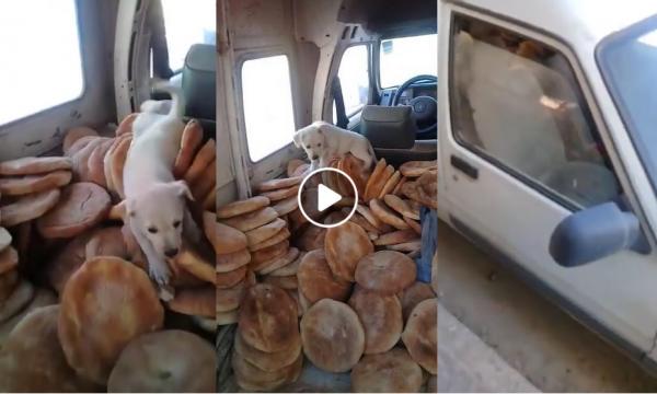 شوفو الخبز لي كتكلوا : شاهد ماذا وجد هذان الشابان في عربة لنقل الخبز