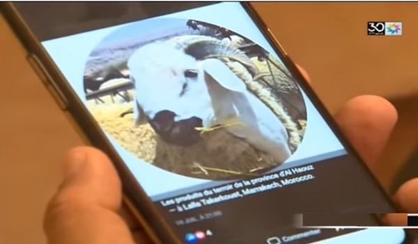 كسابة يبيعون أضاحي العيد عبر الإنترنيت