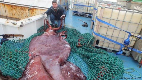 بالصورة .. طاقم سفينة ينجح في اصطياد حبار عملاق