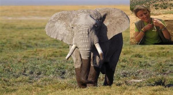 فيل يدوس باحثة أمريكية حتى الموت في زامبيا