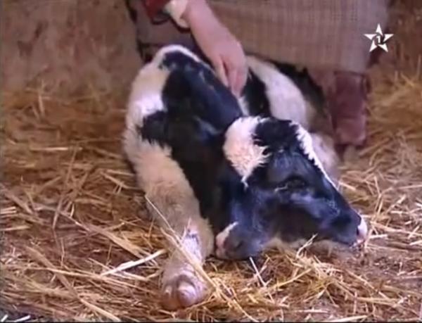 ولادة عجلة برأسين بإقليم صفرو