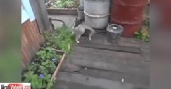 بالفيديو.. كلب يحمل قطة «سكرانة» على ظهره وينقذها من السقوط