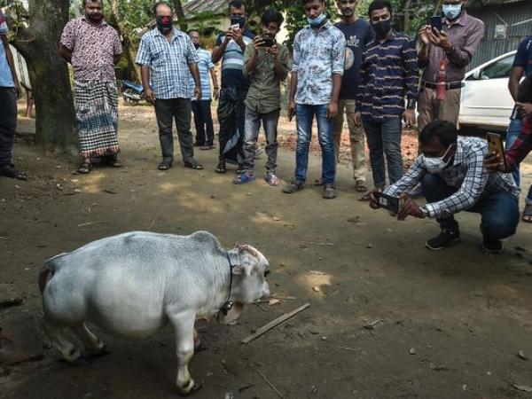 توافد آلاف المواطنين لرؤية "البقرة القزم" الأصغر في العالم(فيديو)