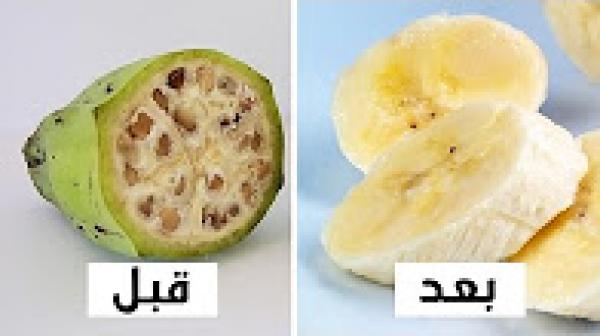 5 عناصر غذائية تم تهجينها.. كيف كانت وكيف أصبحت؟