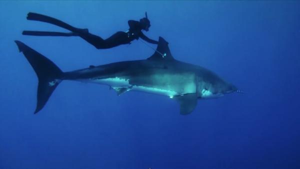 بالفيديو: امرأة تمتطي ظهر سمكة قرش في أعماق المحيط