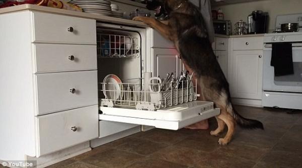 بالفيديو: كلب ينظف الصحون بمهارة