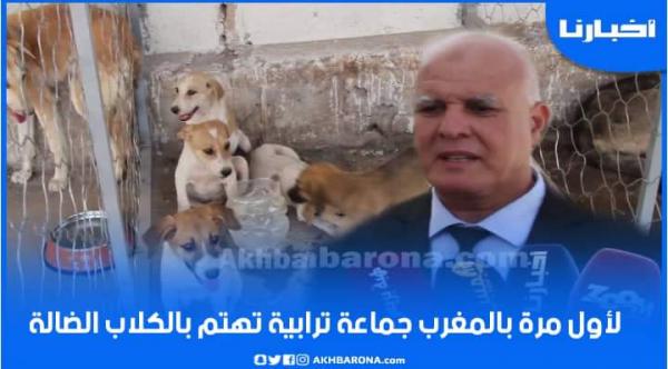 لأول مرة بالمغرب.. جماعة ترابية تشرع في عملية تجميع وتلقيح الكلاب الضالة