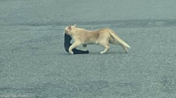 اكتشاف قط لص وراء سرقات غامضة بمدينة نيوزلندية