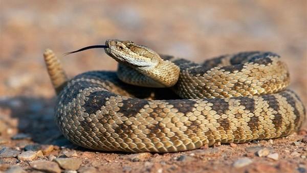 بالفيديو.. العناية الإلهية تنقذ ماعز من الموت