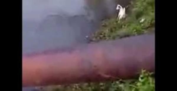 بالفيديو.. «الحظ» ينقذ كلبا من فكي تمساح