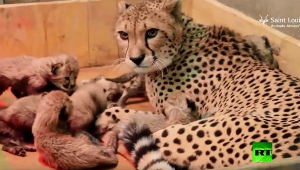 بالفيديو: تحطيم رقم قياسي لعدد أشبال أنثى فهد