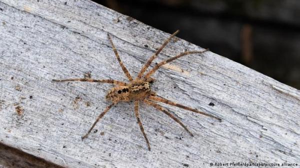 عناكب سامة "تغزو" منازل عدة مناطق ألمانية