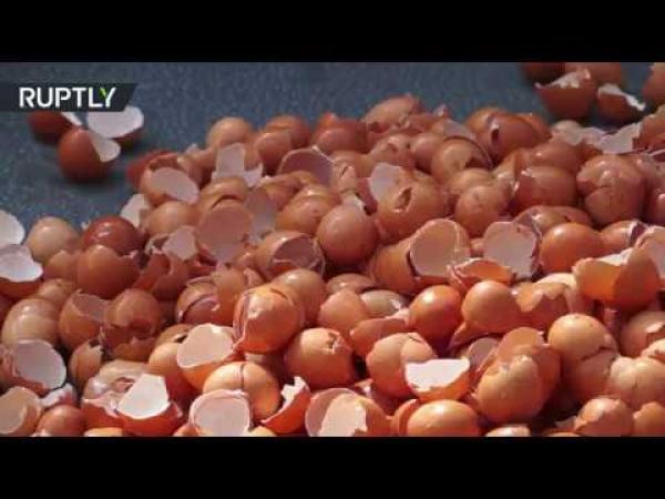 بلجيكا.. إعداد طبقة عجة ضخم باستخدام 6500 بيضة