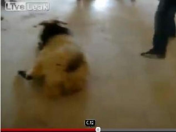 جندي أمريكي ينهال ضرباً على خروف بأفغانستان ويرديه بأقل من 30 ثانية