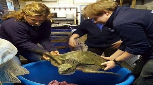 بالفيديو: العثور على سلحفاة نادرة قرب السواحل البريطانية