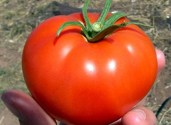 تناول الطماطم يقلل الاكتئاب