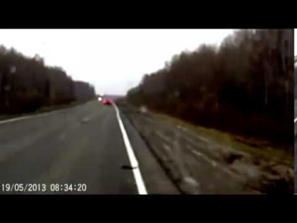 بالفيديو.. سيارة مسرعة تقذف بدب في الهواء و "ينهض سليماً"