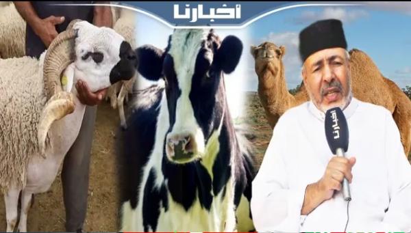 كيف تختار أضحية العيد وماهي الشروط التي يجب أن تتوفر فيها؟