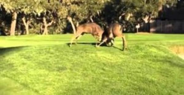 بالفيديو.. معركة شرسة بين غزالين على أرض ملعب جولف