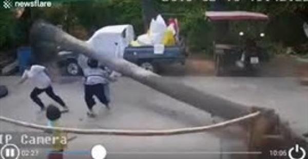 نجاة طفل بأعجوبة عقب سقوط نخلة ضخمة بجواره (فيديو)