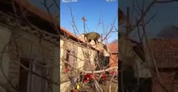 فأر يلجأ لحيلة ماكرة للهروب من مطاردة قط (فيديو)