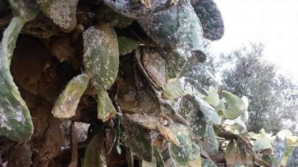 بالصور... بعد أن أجهزت على الصبَّار ، "الحشرة القرمزية" تهاجم الساكنة وتُحوِّل حياتهم إلى جحيم وفعاليات جمعوية تطالب الوزارة بالتدخل