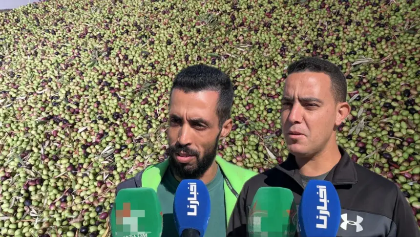 انخفاض قياسي في أسعار زيت الزيتون وسط تحذيرات من “الشناقة” واستغلال وفرة الموسم(فيديو)