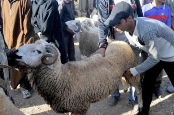 مجموعة "ما معيدينش" تدعو الى عدم الاحتفال بعيد الاضحى