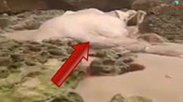 كائن بحري غريب وعملاق لاحتو أمواج البحر في الصويرة