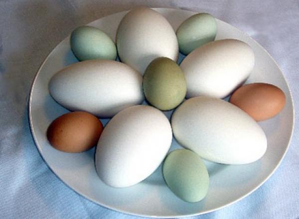 بالفيديو.. "بيضة" تكشف خطوة المشروبات الغازية على الصحة