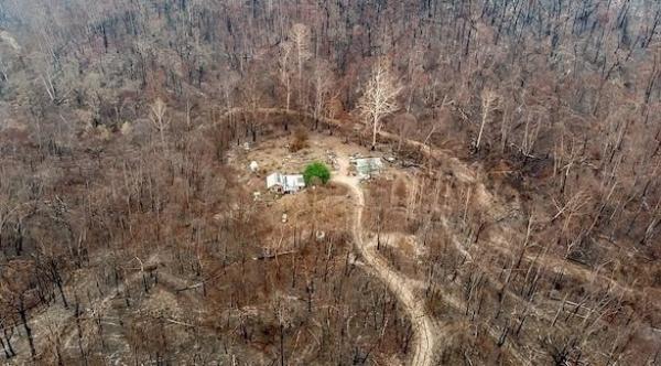 شجرة توت تحمي منزلا من حريق مدمر