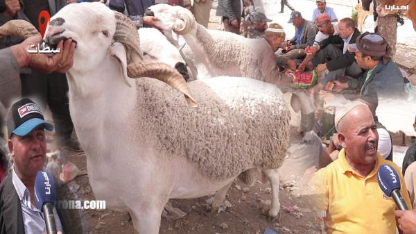 من السوق: آراء الكسابة والمواطنين حول أضحية العيد في ظل جائحة كورونا