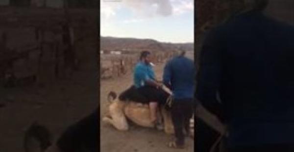 بالفيديو.. موقف طريف لجمل يفشل في النهوض بشاب بدين