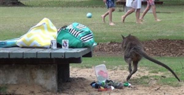 موقف يثير ذعر كنغر يسرق حقائب زوار حديقة (فيديو)