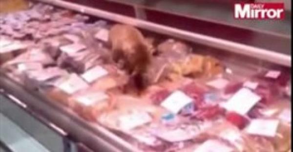 بالفيديو.. قطة تخترق ثلاجة سمك مطعم وتأكل بـ1000 دولار