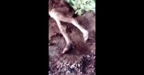 عجل يثير الدهشة بأقدامه البشرية (فيديو)