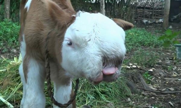 بالفيديو: عجل بوجه قطة في أندونيسيا