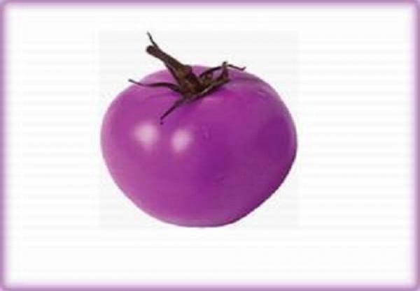 الطماطم البنفسجية لها قدرة الإحتفاظ بالنكهة مدة أطول