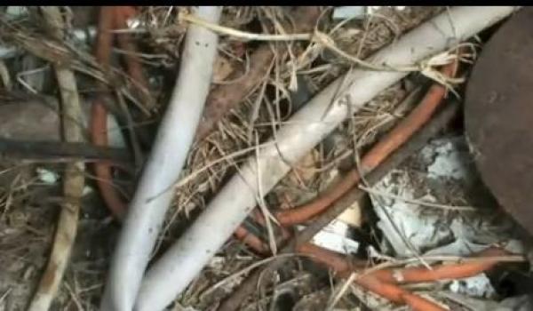 فيديو: النمل المجنون يهاجم أميركا ويأكل الجوالات والأجهزة اللوحية