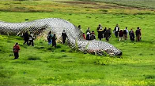 أكبر 5 أفاعي حقيقية في العالم لن تصدق كم يبلغ حجمها..!!