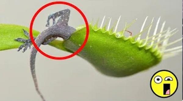 7 نباتات عملاقة قادرة على أكل الحيوانات.. لن تصدق حجمها!!