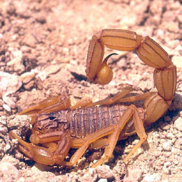 تسجيل وفاة طفلة في ربيعها السادس كأول ضحايا لسعات العقارب في منطقة حاحا جنوب الصويرة