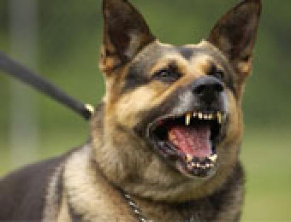 مزارع صينى يعض كلباً ضالاً حتى الموت هاجم كلابه الصغيرة