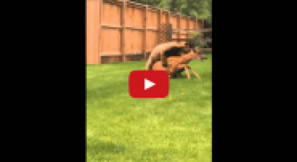 دب شرس ينقض على غزال في حي سكني