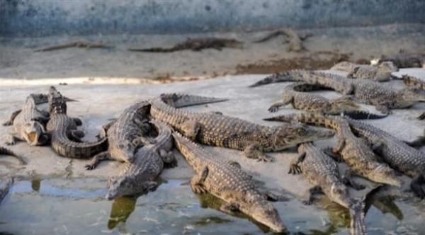 فرار عشرات التماسيح من مزرعة بجنوب أفريقيا ونداءات بتوخي الحذر