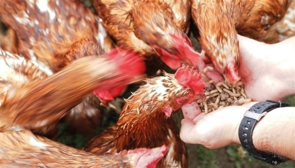 شركات ناشئة تبحث حول استخدام الحشرات كأعلاف لتغذية الماشية