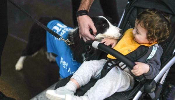 مطار إسطنبول يتعاقد مع 5 كلاب لتهدئة المسافرين